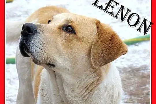 LENON duży pies w typie bernardyna, łagodny,przyjacielski_Adopcja_