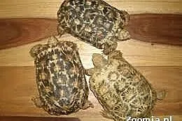 Bred żółwie UK Pancake i indyjskich gwiazda żółw n