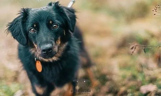 Wyjątkowy kawaler Mati szuka domu!, dolnośląskie Góra,