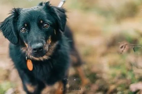 Wyjątkowy kawaler Mati szuka domu!, dolnośląskie Góra