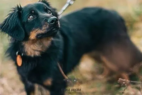Wyjątkowy kawaler Mati szuka domu!,  dolnośląskie Góra, 