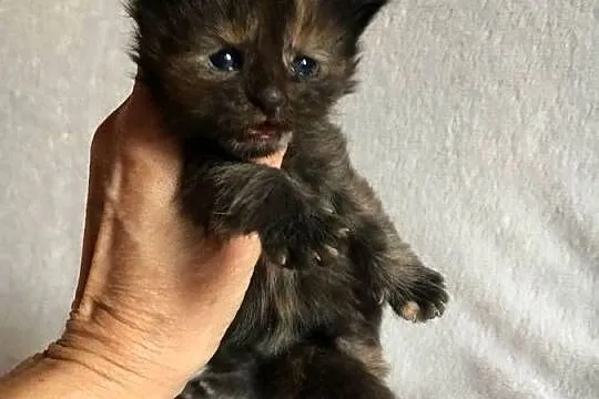 Kocięta Maine Coon wielkie koty, Małopolskie, Kraków