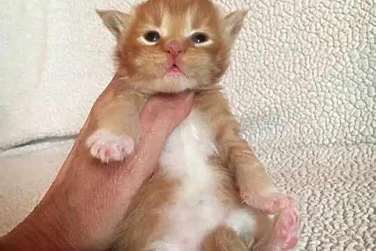 Kocięta Maine Coon wielkie koty, Małopolskie, Kraków
