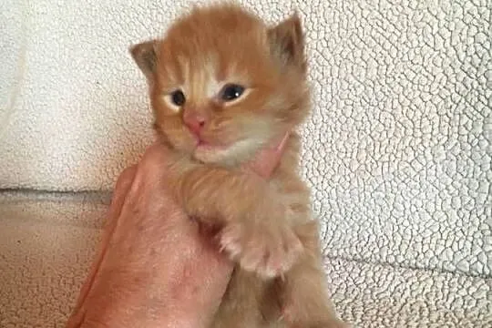 Kocięta Maine Coon wielkie koty, Małopolskie, Kraków