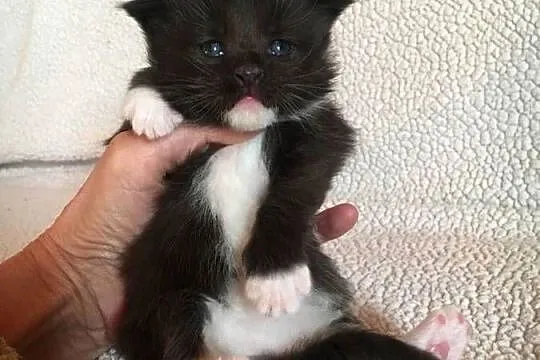 Kocięta Maine Coon wielkie koty, Małopolskie, Kraków