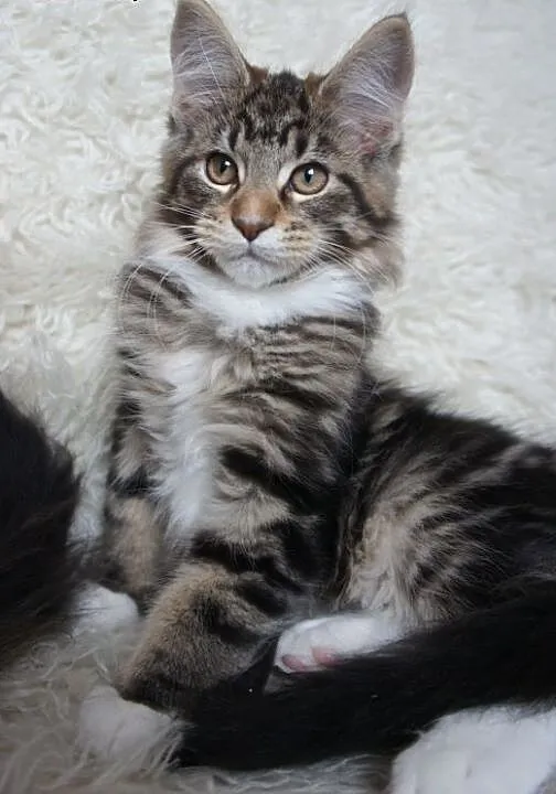 MAINE COON - do odbioru - rodowód, mazowieckie Wa