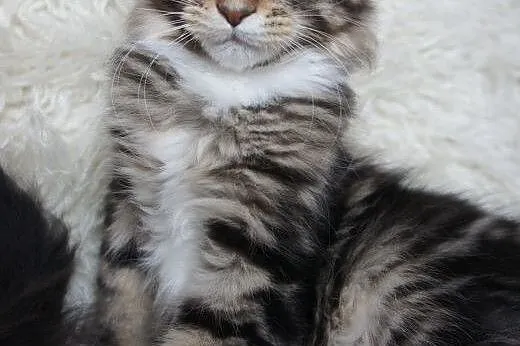 MAINE COON - do odbioru - rodowód,  mazowieckie Wa