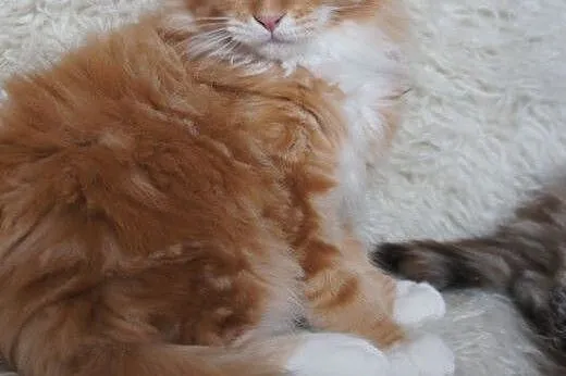 MAINE COON - do odbioru - rodowód,  mazowieckie Wa