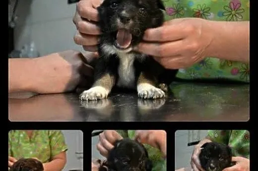 UWAGA! Przeurocze, cudne psie dzieci do adopcji!, mazowieckie Warszawa
