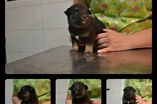 UWAGA! Przeurocze, cudne psie dzieci do adopcji!, 