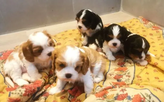 Štěňata king charles připravena do nového domova whtasapp +44 7535 295266 speciální nabídka