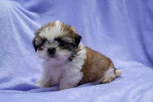 Shih tzu  pies