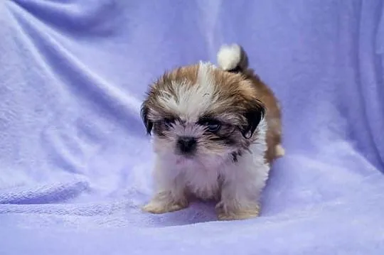 Shih tzu  pies, Warmińsko-mazurskie, Morąg