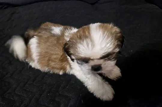 Shih tzu  pies, Warmińsko-mazurskie, Morąg