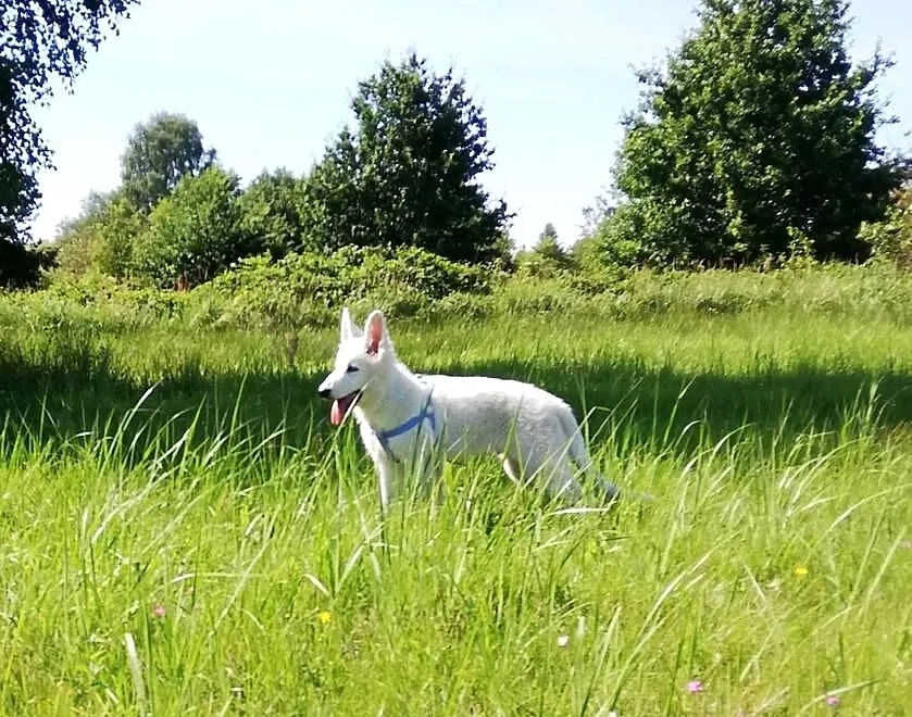 Biały owczarek szwajcarski, Śląskie, Częstochowa