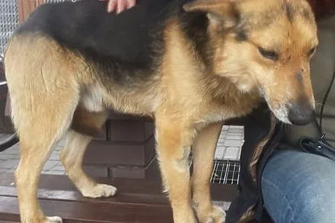 Gundi juz nie potrafi się nawet cieszyć ...,  mazo