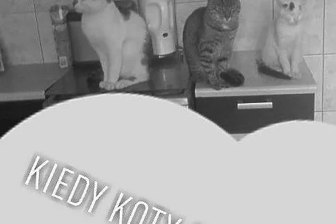 Oddam kotki w dobre ręce, , Skroniów