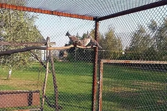 Aborygeny długoczube, Mazowieckie, Wyszków