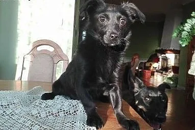 ZUZIA- łagodna, młoda mini suczka do adopcji,,  małopolskie Kraków