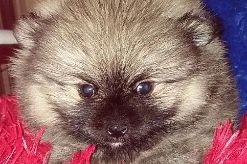 *Szpic Miniaturka Pomeranian*, Potulice