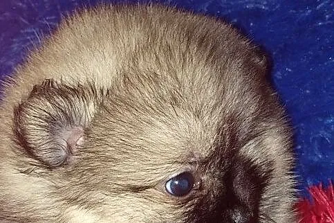 *Szpic Miniaturka Pomeranian*, Potulice