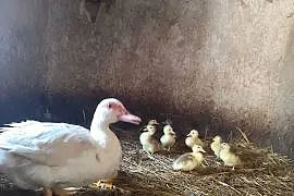 Sprzedam młode kaczki 15zł szt
