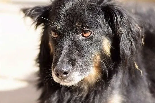 Średni,cudem odratowany,przesympatyczny,szczepiony piesek TAPIŚ.Adopcja., Łódzkie, Łódź