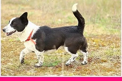 7kg,mały,przyjazny,wesoły piesek KROPEL.Adopcja,  małopolskie Kraków