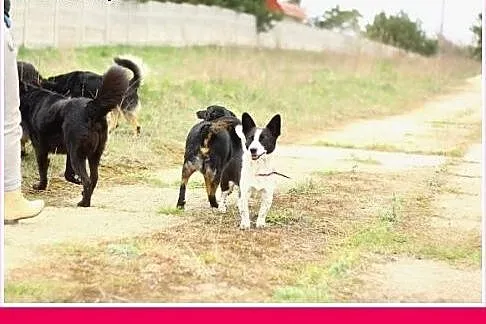 7kg,mały,przyjazny,wesoły piesek KROPEL.Adopcja,  