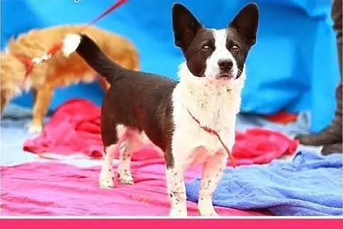 7kg,mały,przyjazny,wesoły piesek KROPEL.Adopcja,  