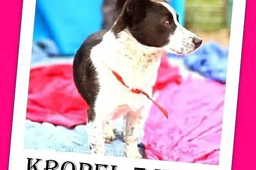 7kg,mały,przyjazny,wesoły piesek KROPEL.Adopcja,  
