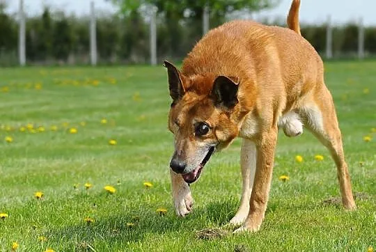 Jurand - wyjątkowa przylepa szuka domu! Czy ma na 