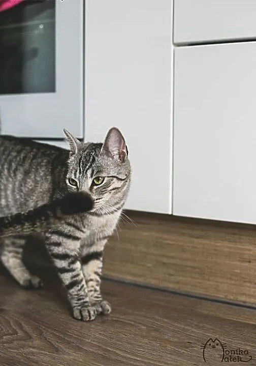 Roczna, srebrna Ada szuka kochającego domku!, dol