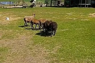 Sprzedam owce, Łódzkie, Strzelce Wielkie