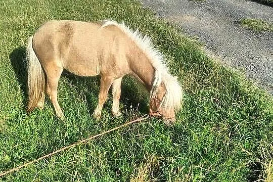 Mini kuce szetlandy