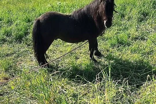 Mini kuce szetlandy, Łódzkie, Romanówek