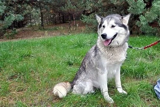 B jak bezproblemowa Bożenka - śliczna sunia husky,  mazowieckie Warszawa