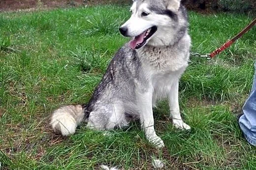 B jak bezproblemowa Bożenka - śliczna sunia husky,