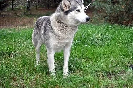 B jak bezproblemowa Bożenka - śliczna sunia husky,