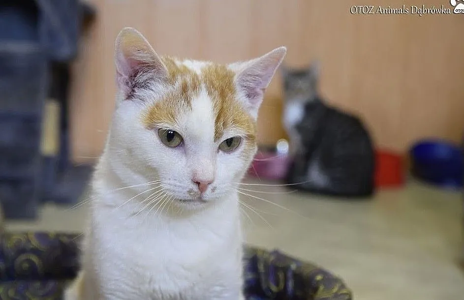 OTOZ Animals Dąbrówka - Pokochaj mruczące serce Dejsa, Pomorskie, Gdańsk