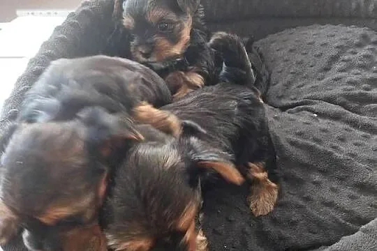 Yorkshire terrier