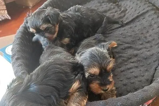 Yorkshire terrier, Lubelskie, Lipniak