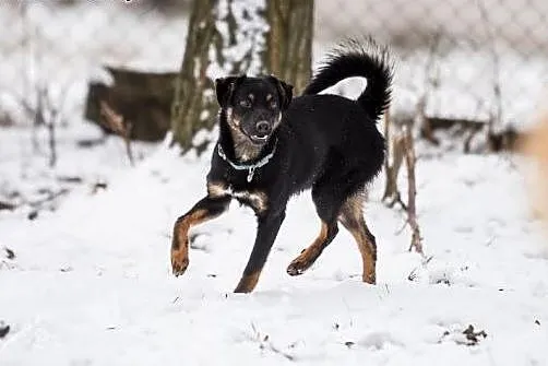 GRANAT - kocha figle, kocha człowieka - odlotowy s