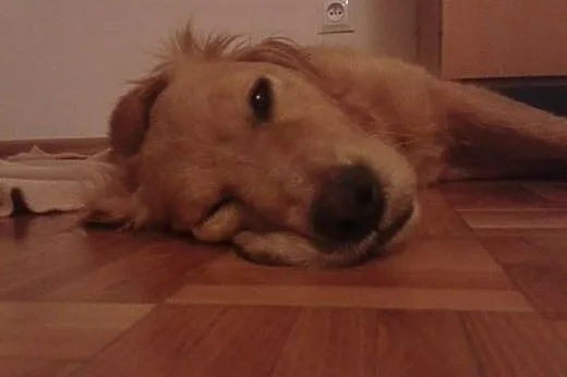 Goldenka Hula prosi o adopcję,  mazowieckie Warszawa