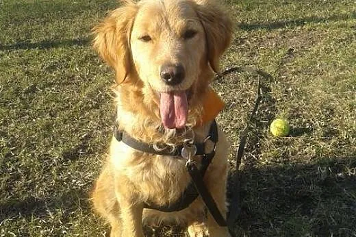 Goldenka Hula prosi o adopcję,  mazowieckie Warsza