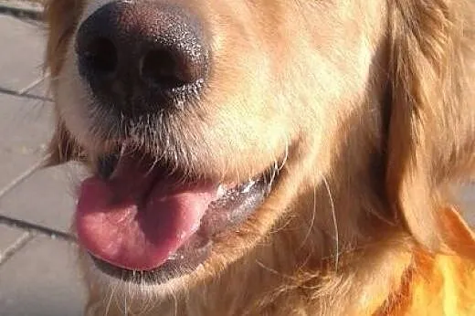 Goldenka Hula prosi o adopcję,  mazowieckie Warsza