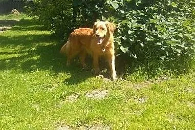 Goldenka Hula prosi o adopcję,  mazowieckie Warsza