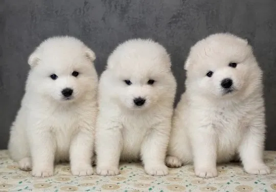 SAMOYED, szczeniak na sprzedaż, kontakt przez Whatsapp +48736614543