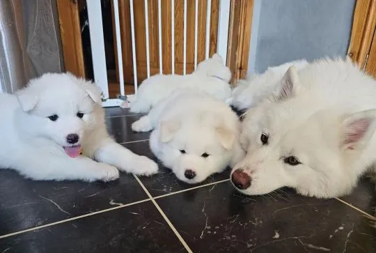 SAMOYED, szczeniak na sprzedaż, kontakt przez Whatsapp +48736614543, , Warmątowice Sienkiewiczowskie