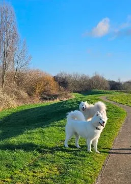 SAMOYED, szczeniak na sprzedaż, kontakt przez Whatsapp +48736614543, , Warmątowice Sienkiewiczowskie